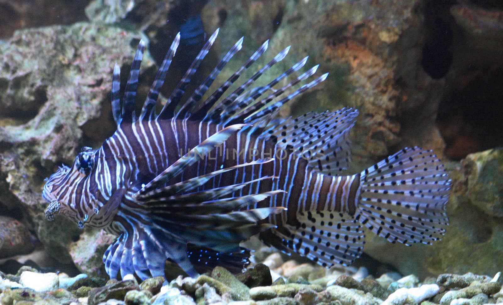 very nice exotic fish from the aquarium 