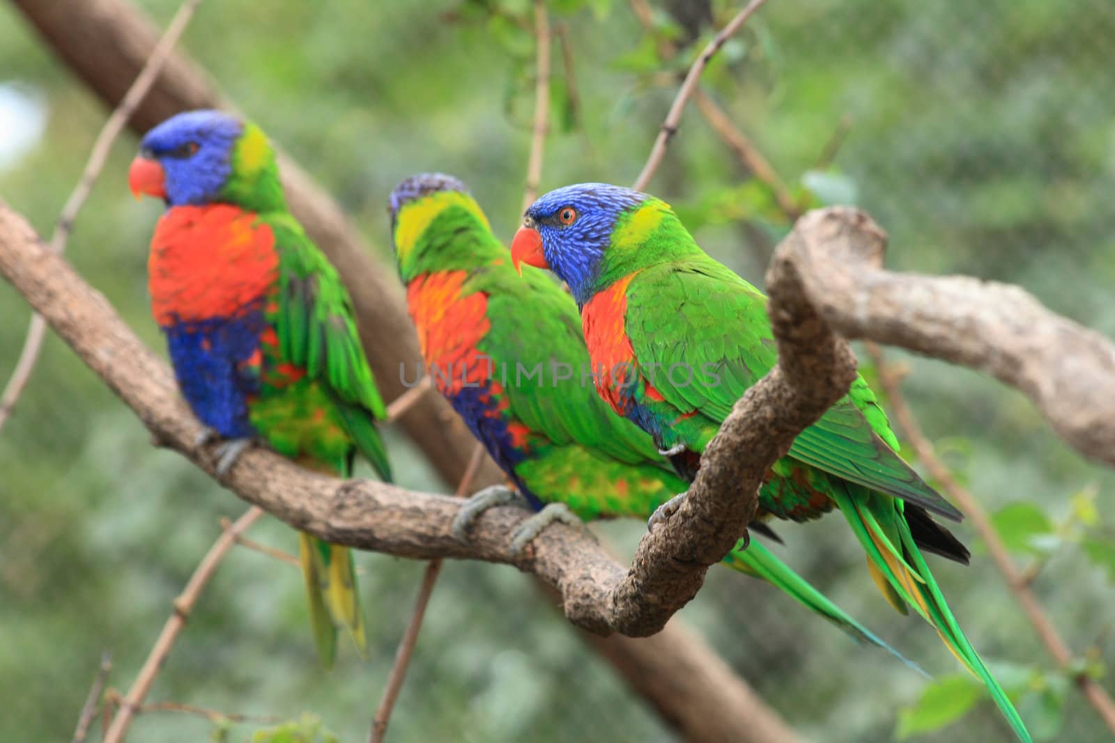 nice color parrots on the green background 