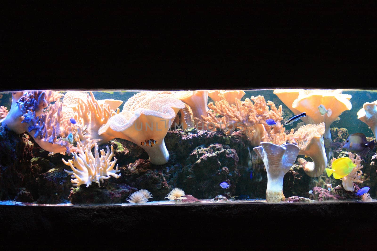 aquarium background with fishes from the sea