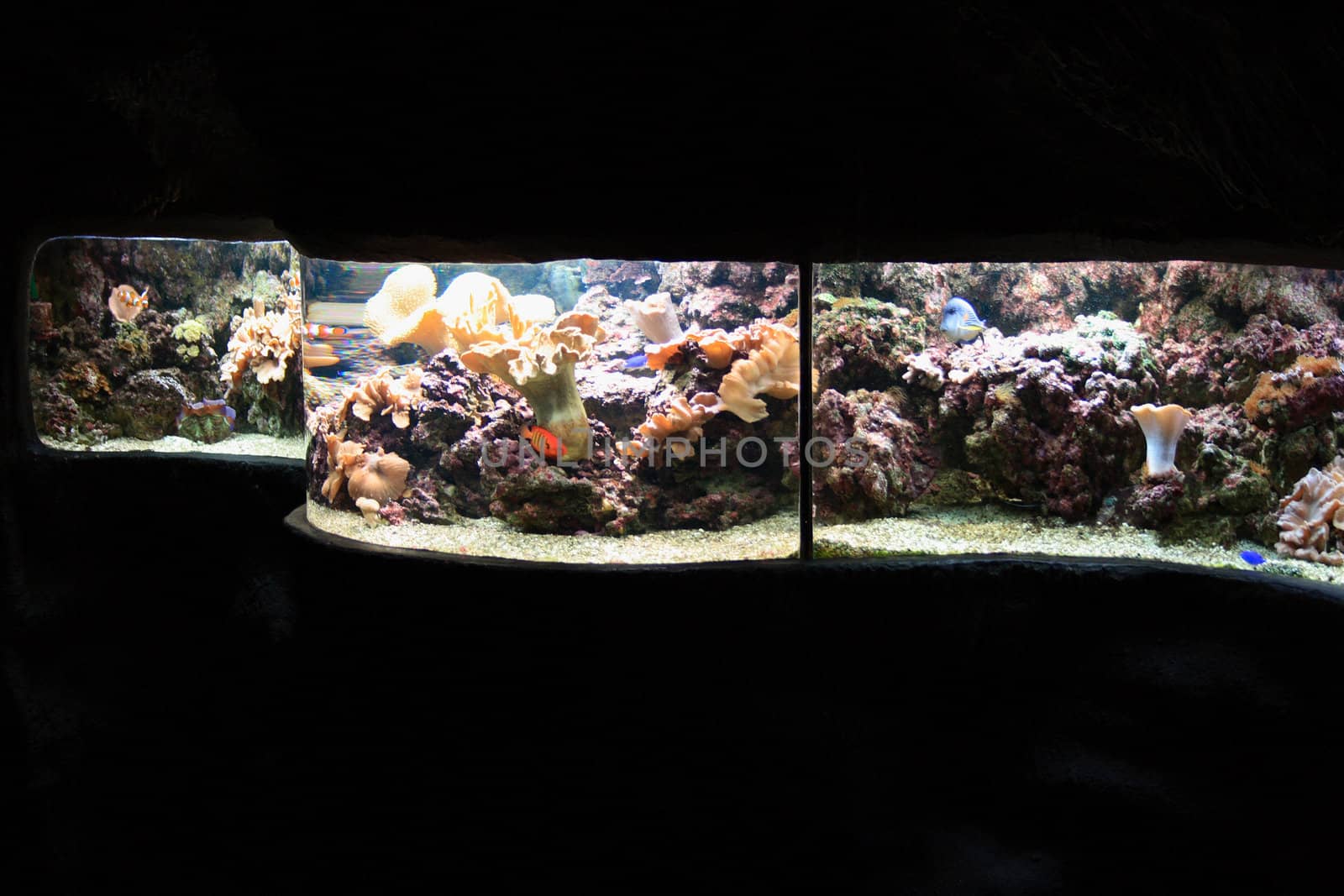 aquarium background with fishes from the sea