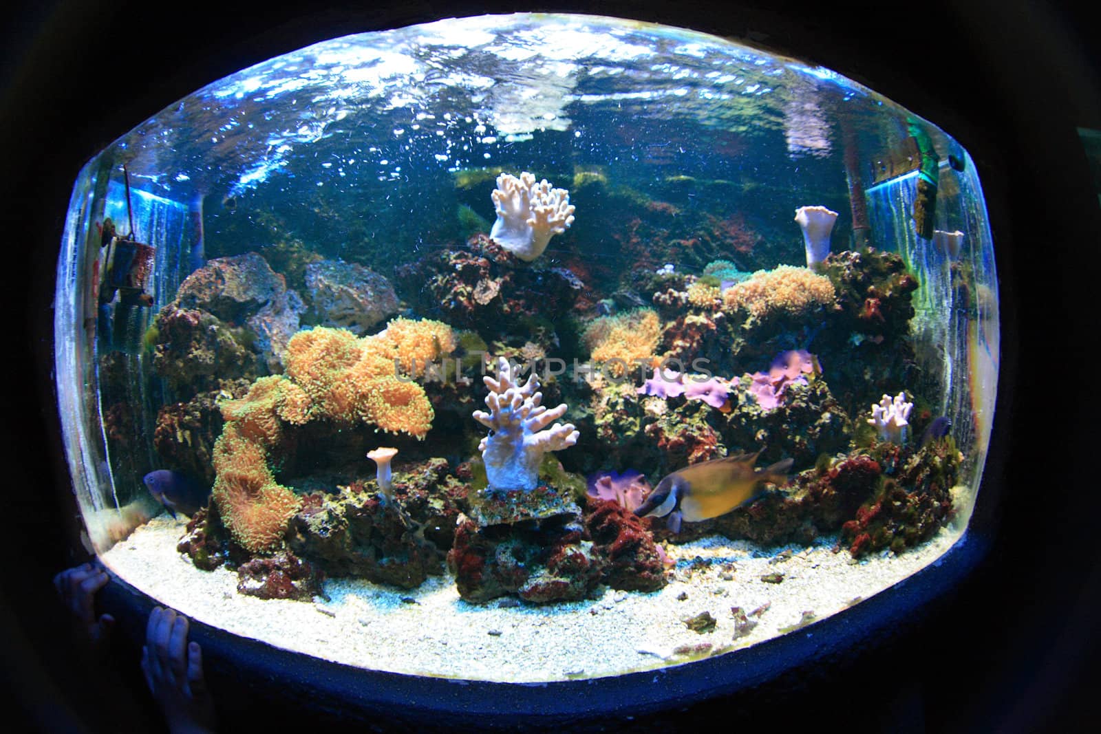aquarium background with fishes from the sea