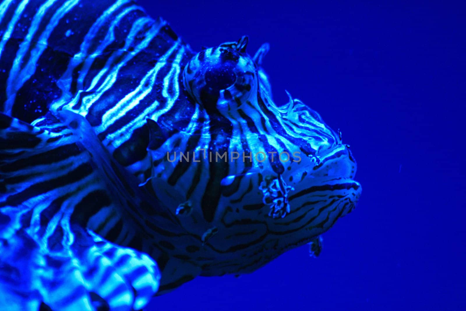 very nice exotic fish from the aquarium 