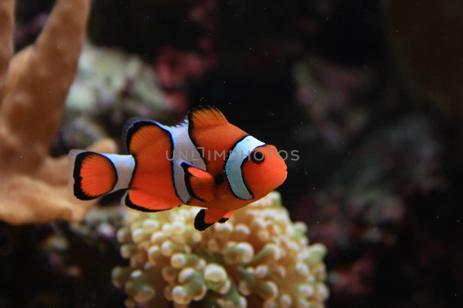 aquarium background with clown fish from the sea