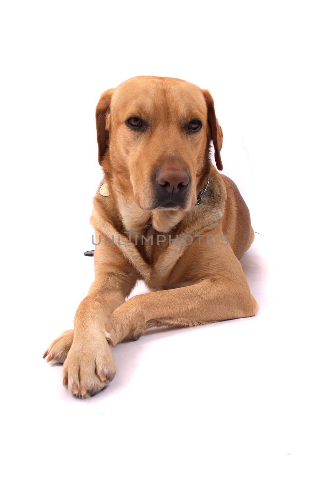 very nice labrador on the white background
