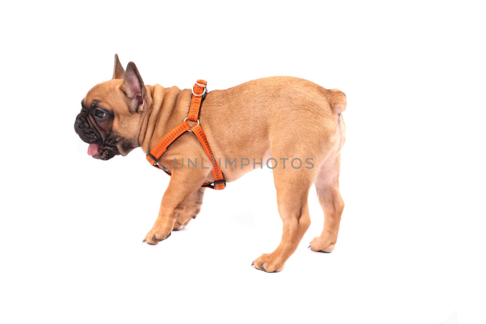 french bulldog isolated on the white background
