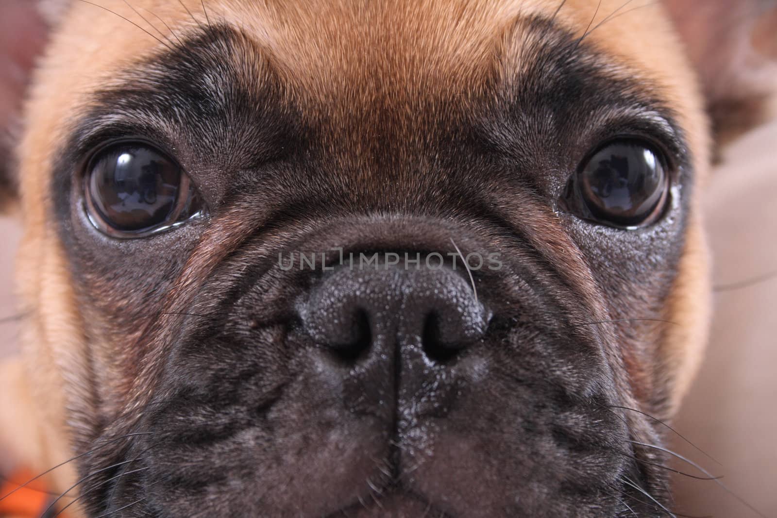 very nice face of the french bulldog