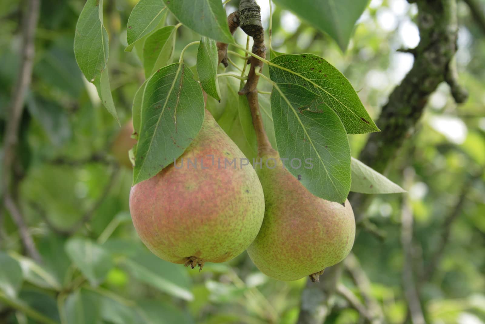 very nice fresch pear natural food  background 