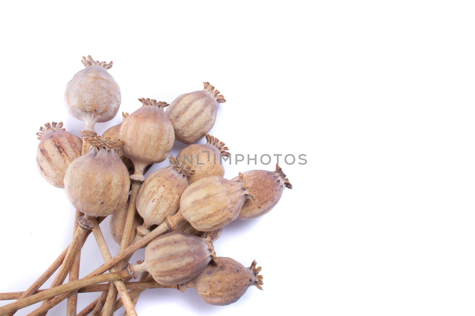 poppy heads isolated on the white background