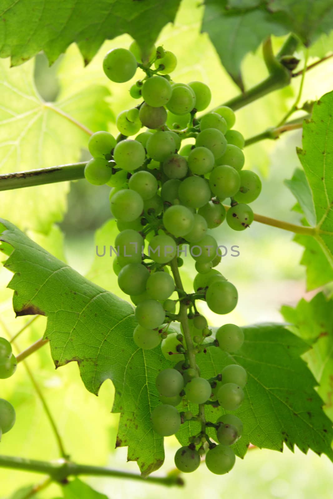 veyr nice summer green grape natural background