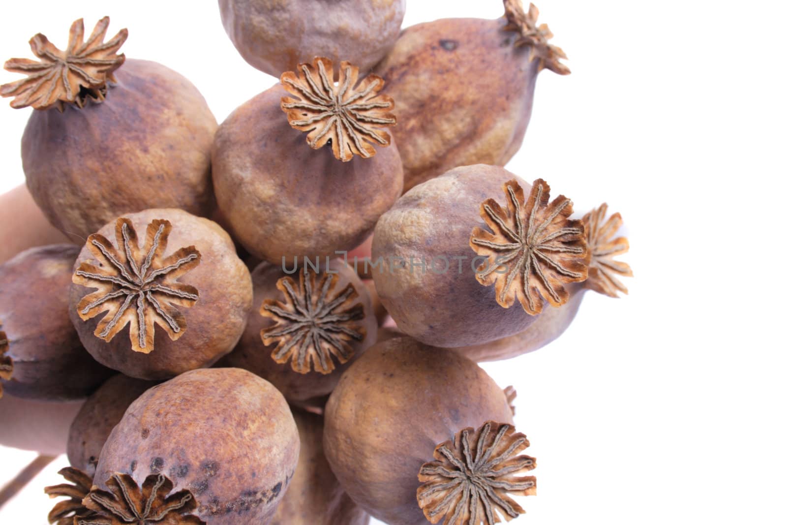 dry natural poppy heads isolated on the white background