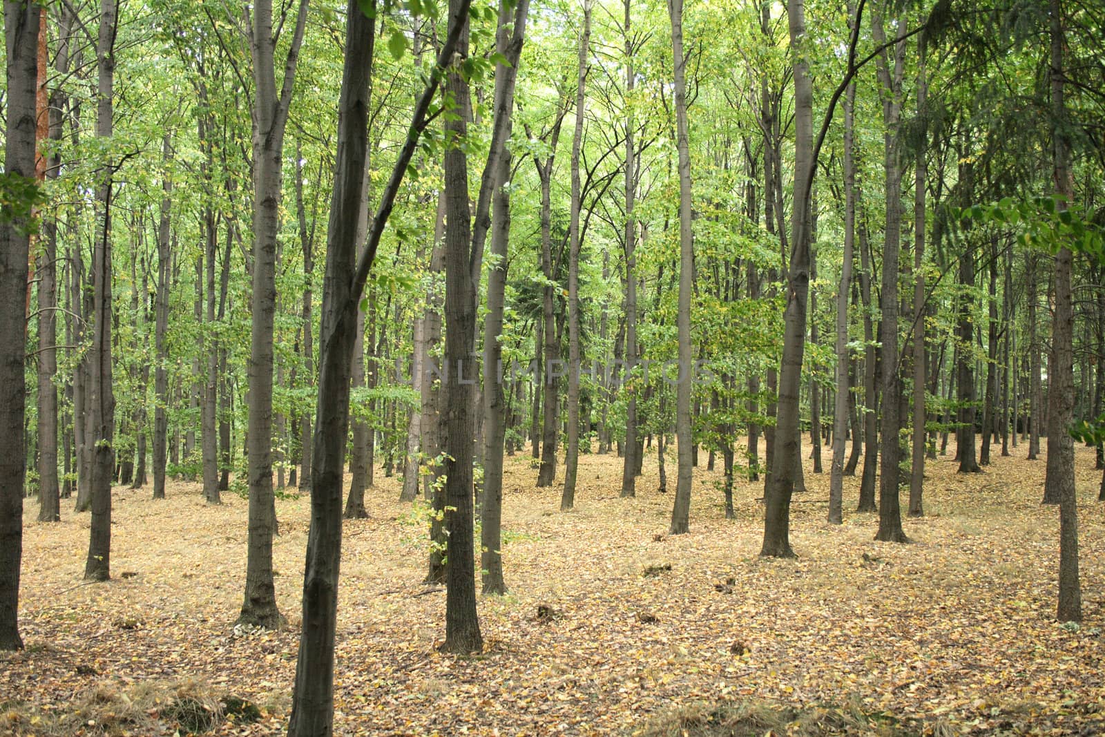 very nice natural czech forest in the autumn