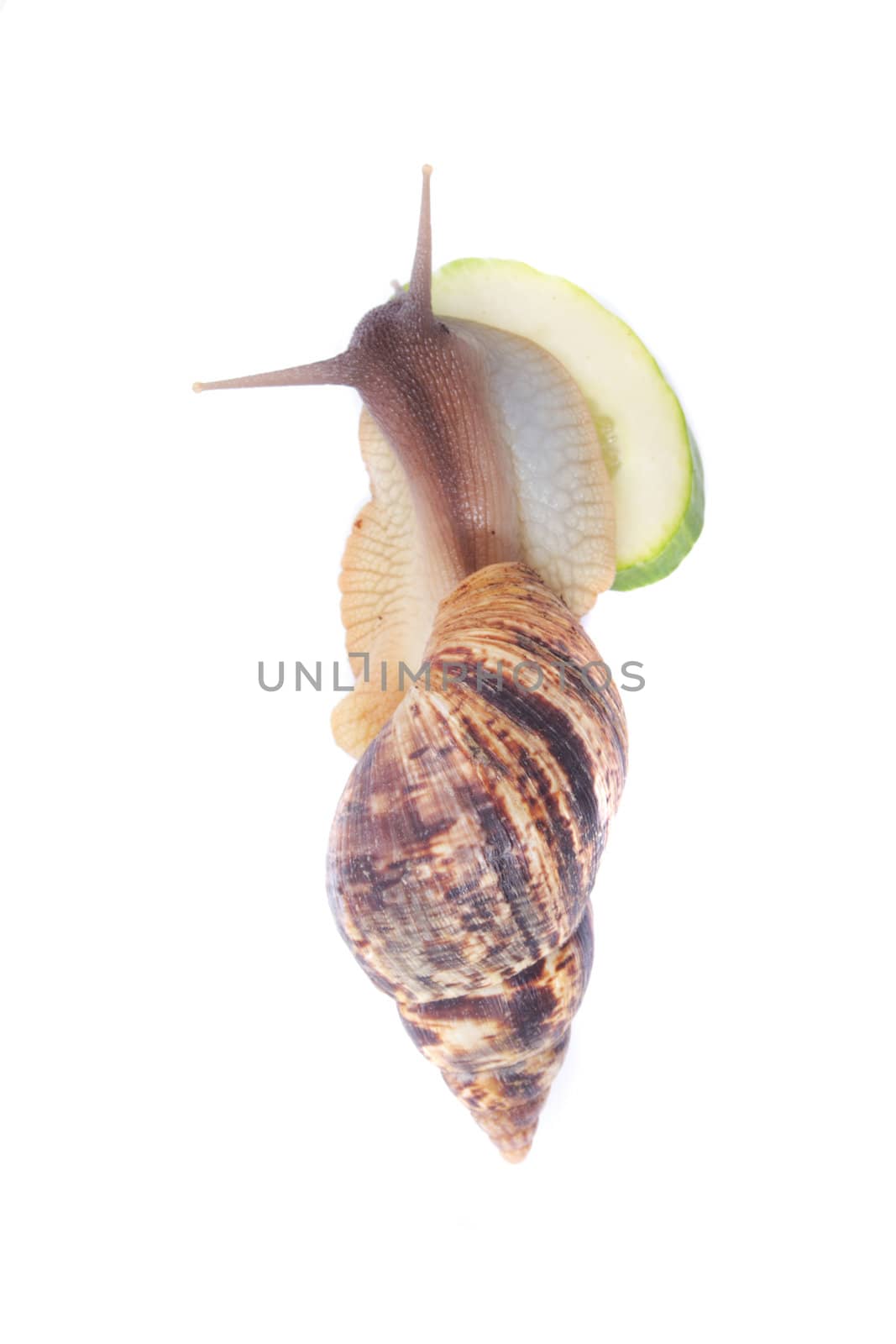 big snail isolated on the white background