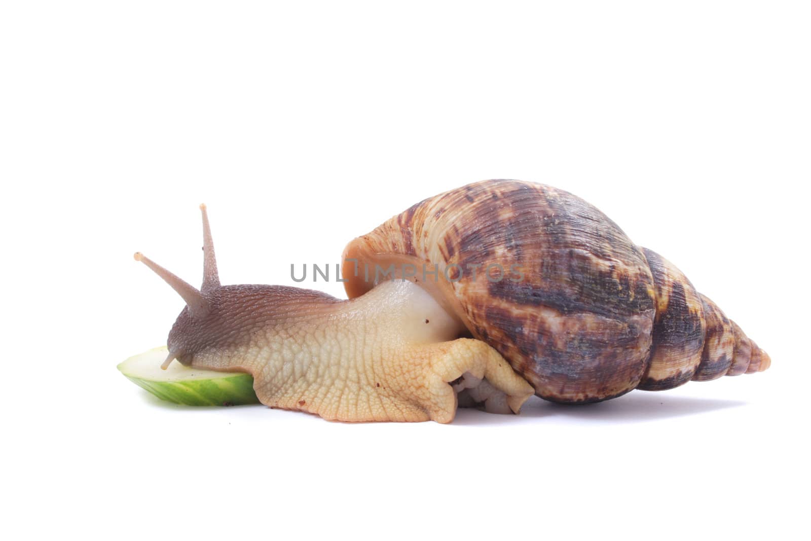 big snail isolated on the white background