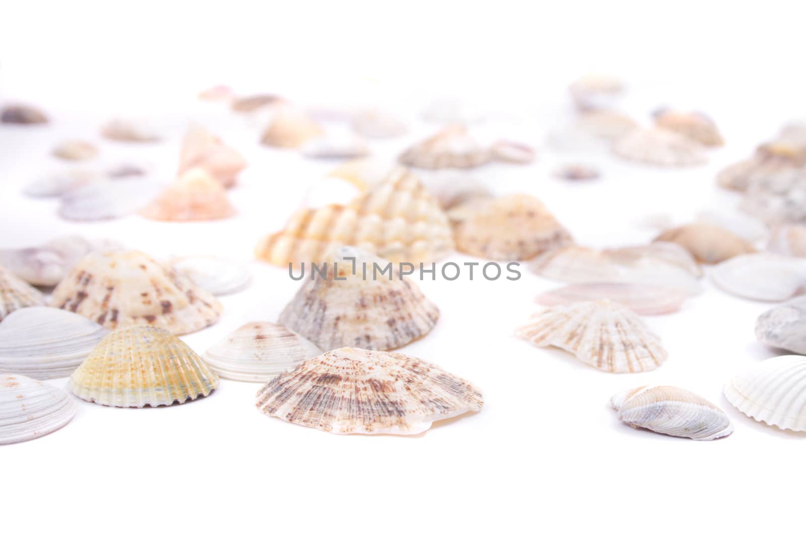 shea shells isolated on the white background