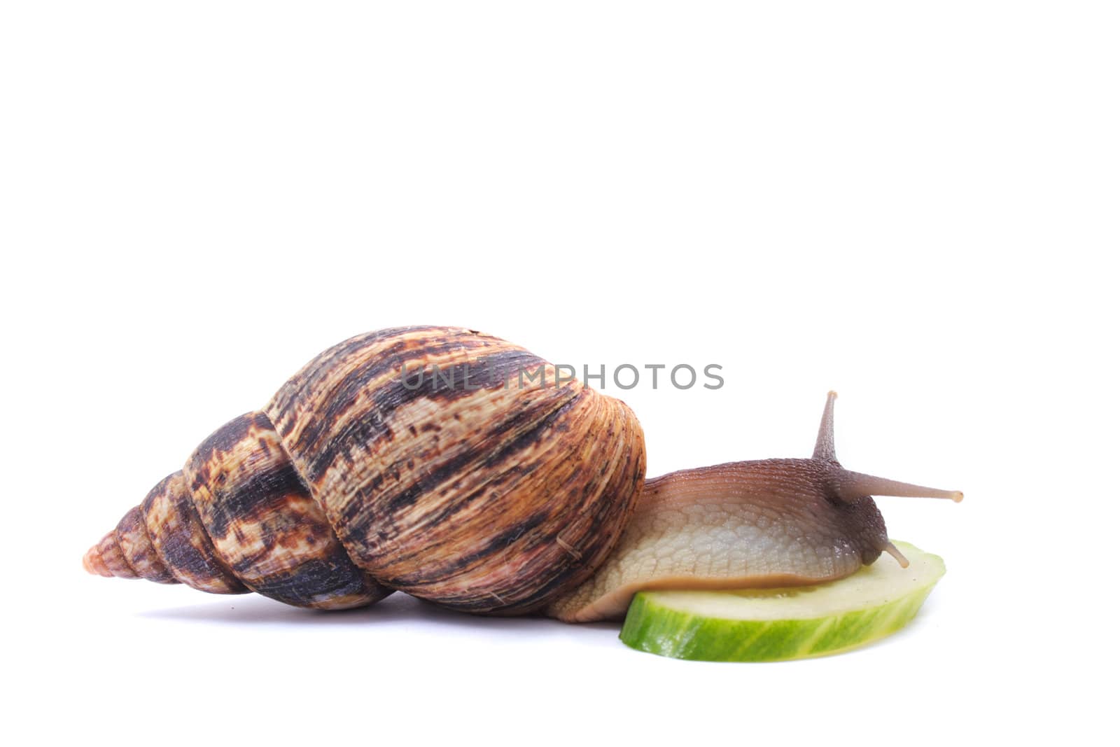 big snail isolated on the white background