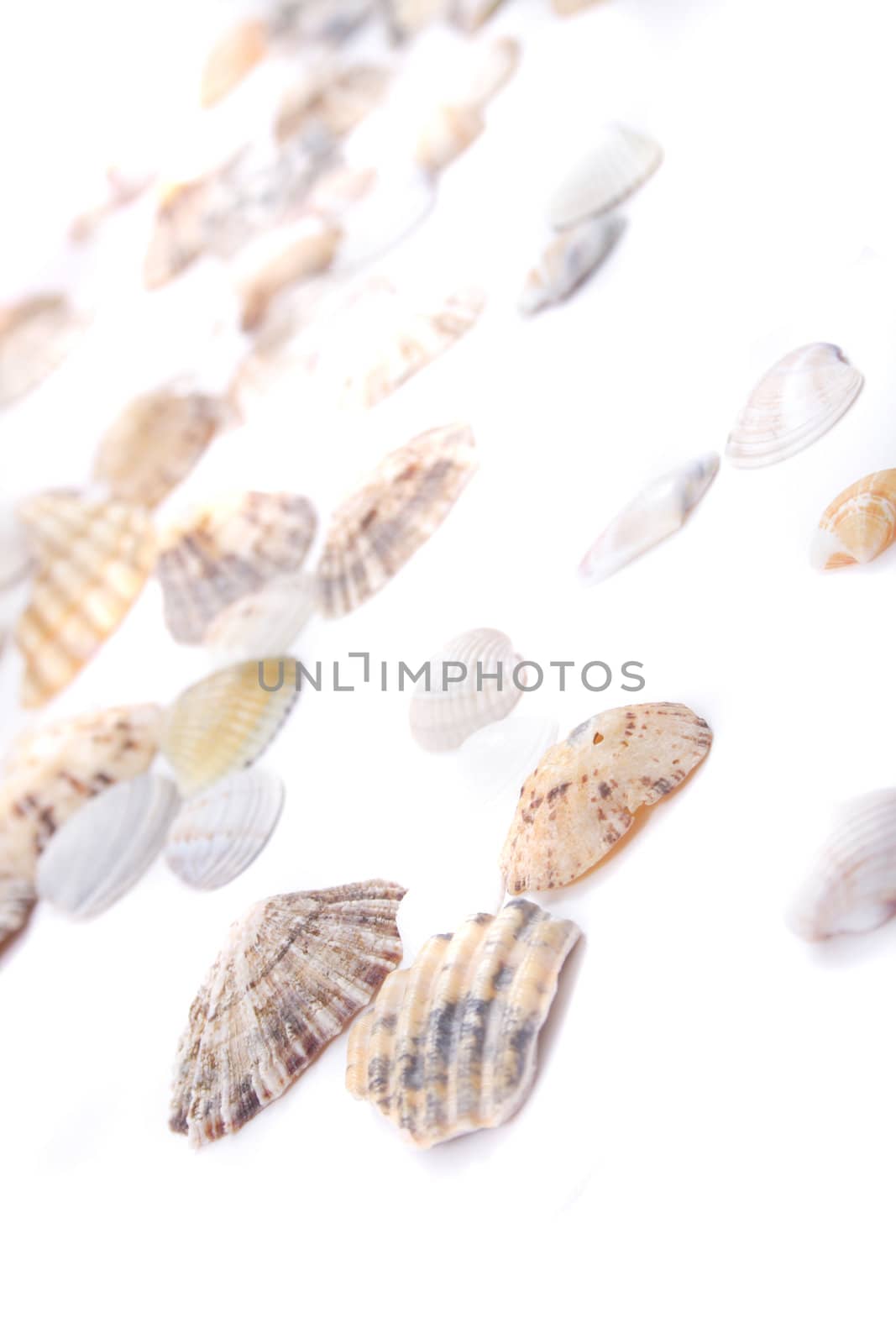 shea shells isolated on the white background