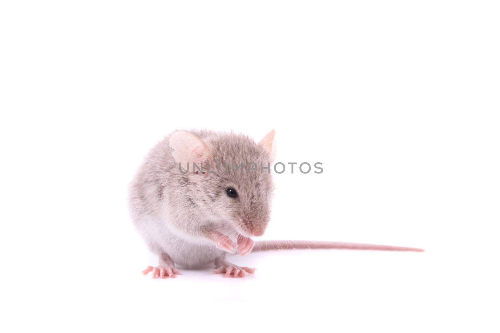 small mouse isolated on the white background 
