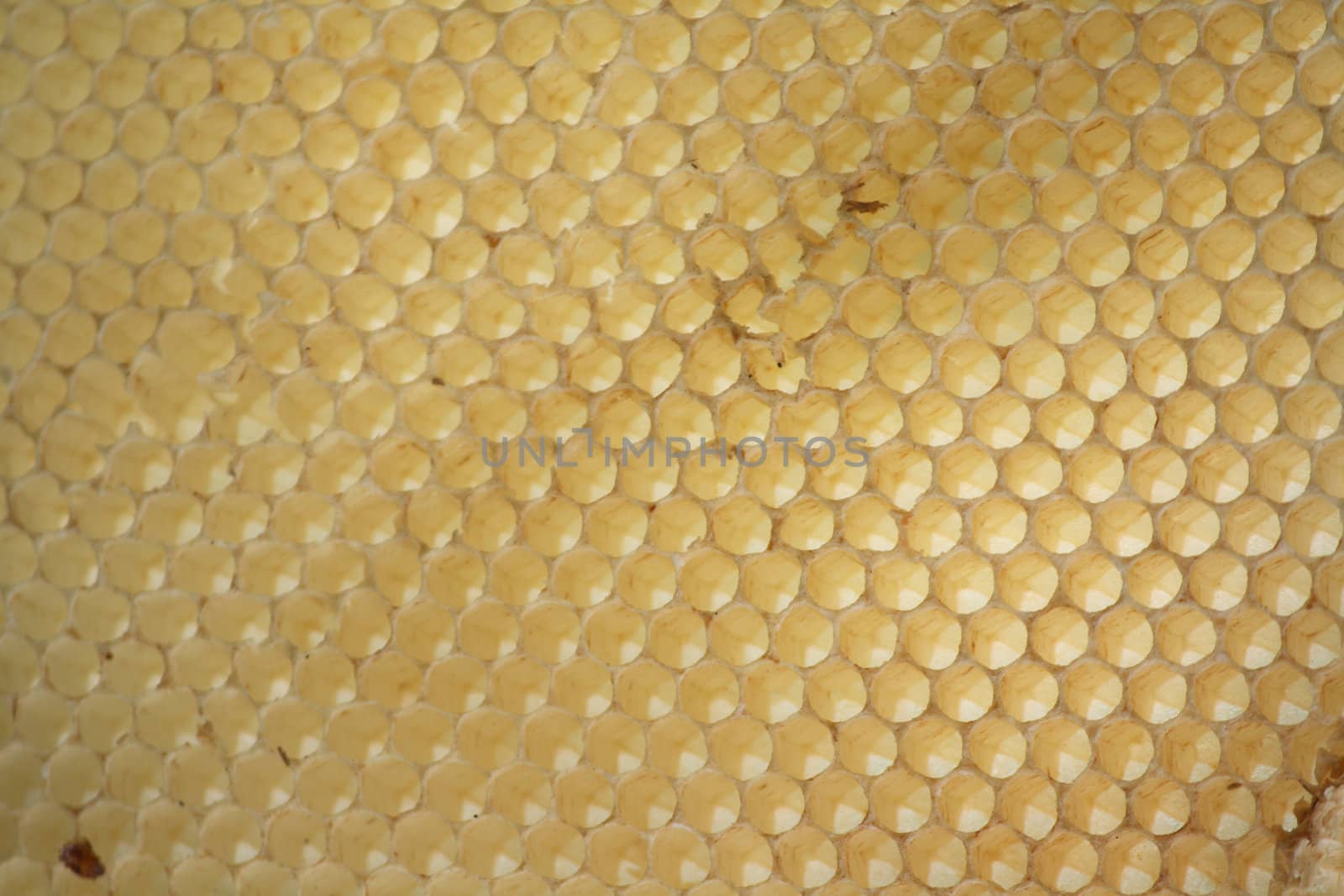 natural empty beeswax cells texture  without honey 