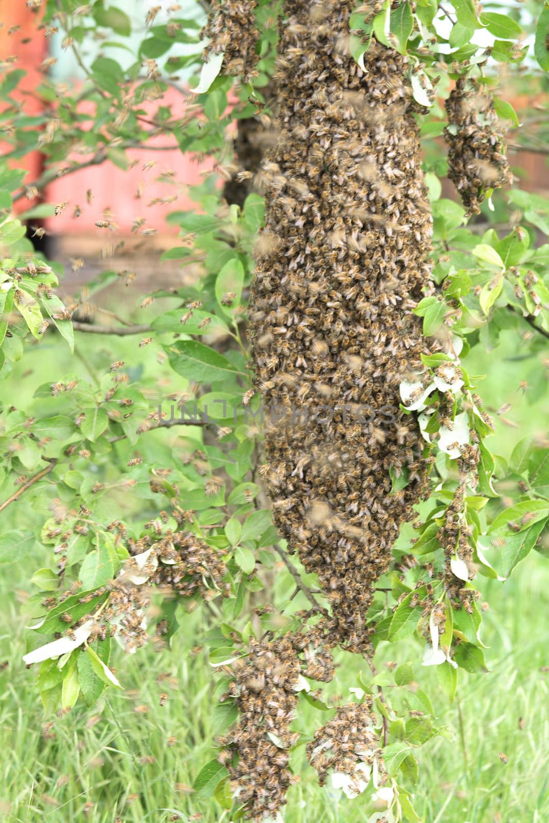 cluster of bees from the my father bee farm 