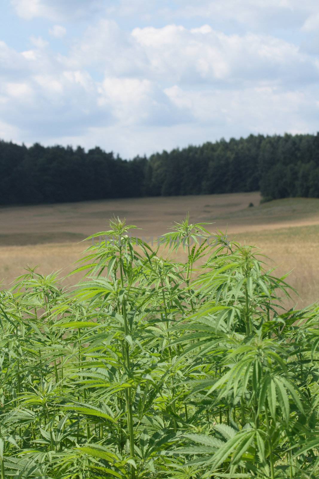 green marijunana field from the czech republic 