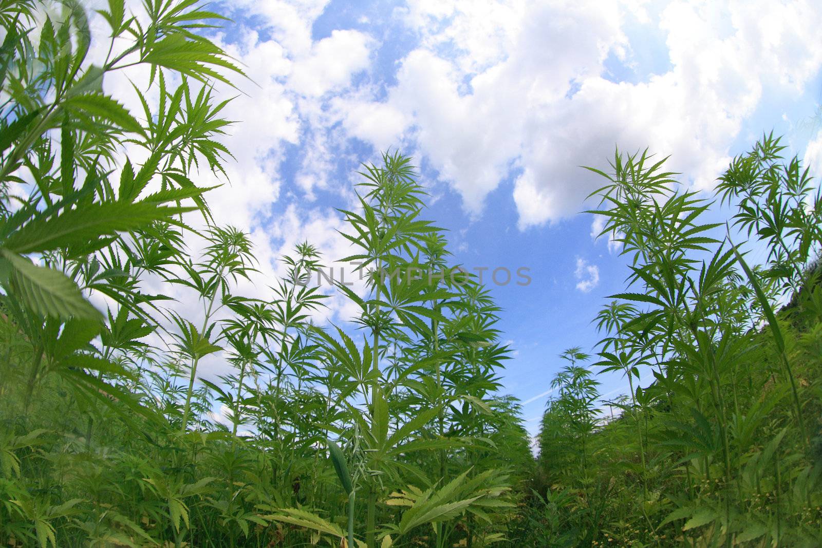 green marijunana field from the czech republic 
