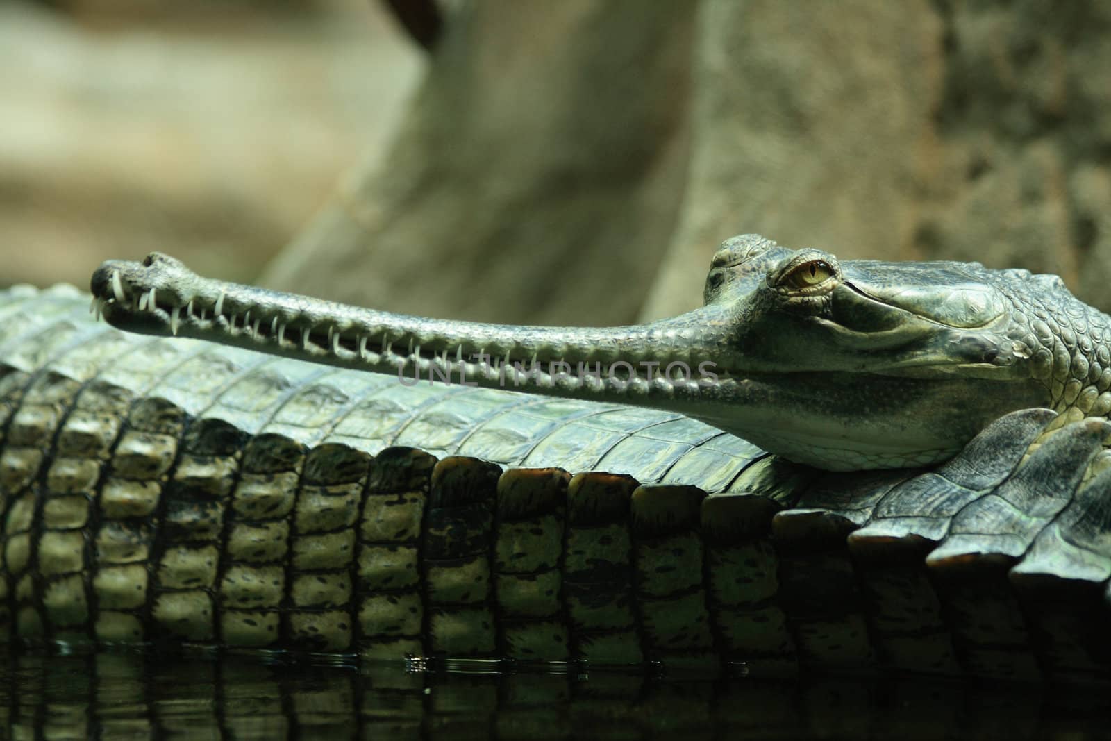 detail of aligator from the Prague ZOO