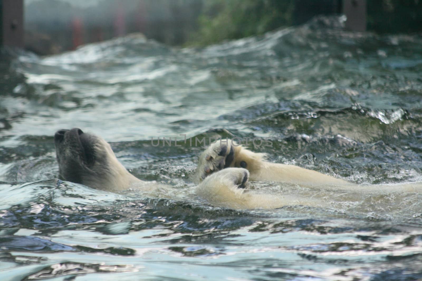 ice bear swimming in the polar water 