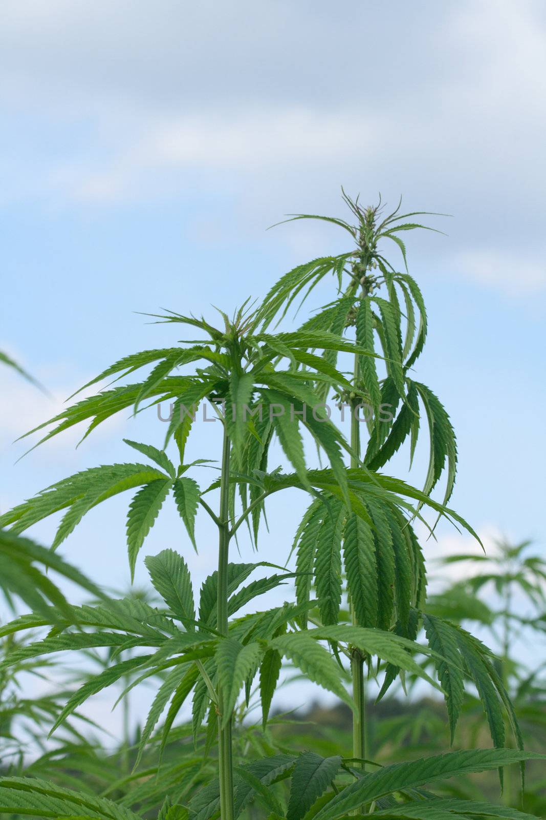 green marijunana field from the czech republic 