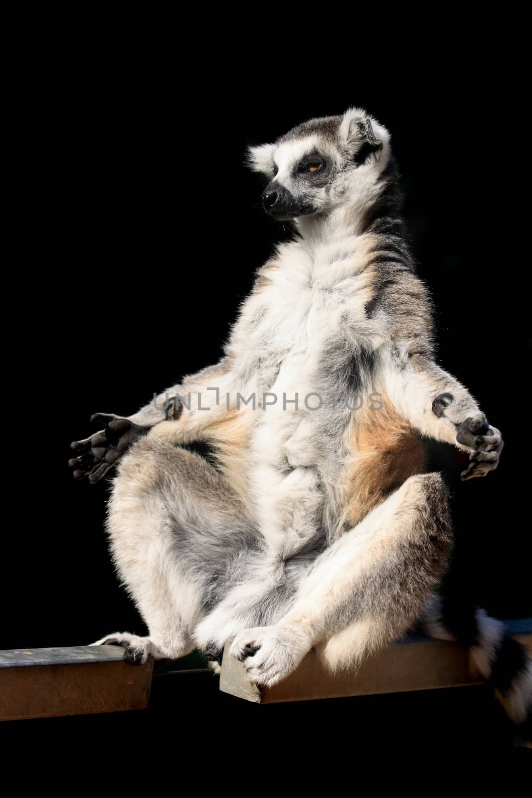 nice lemur monkey isolated on the black background
