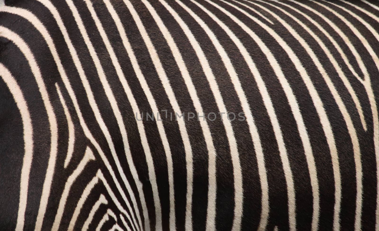 very nice zebra texture from the animal skin