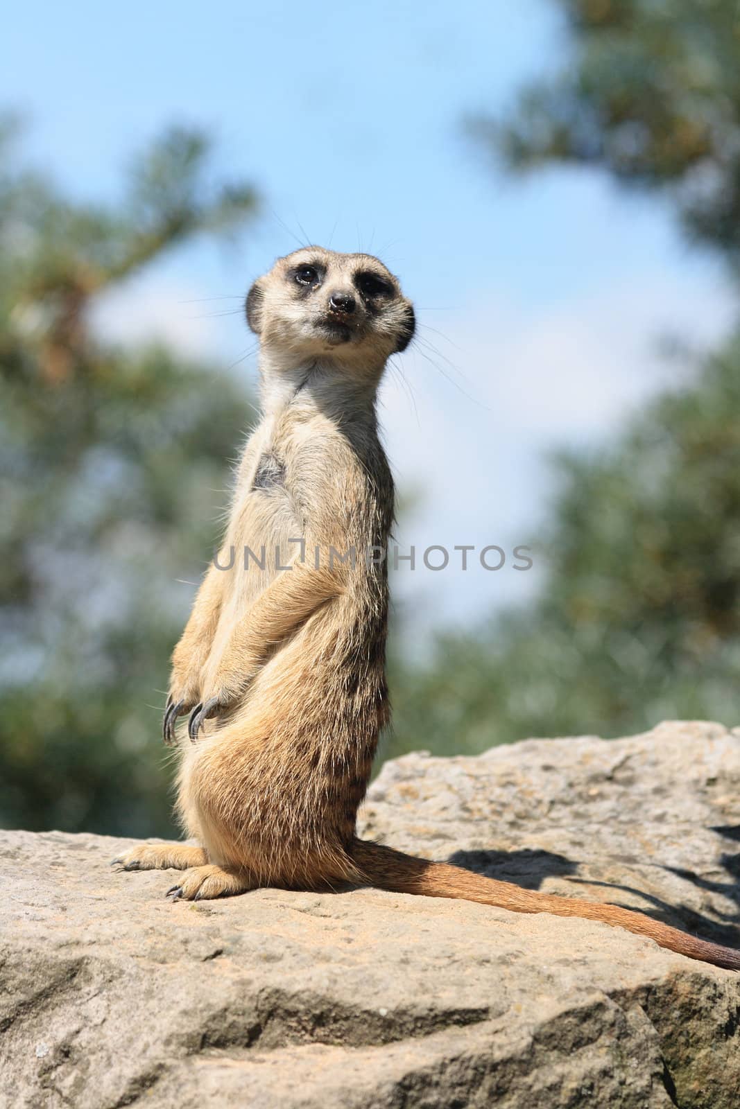 small suricatta in the nature is looking for enemies