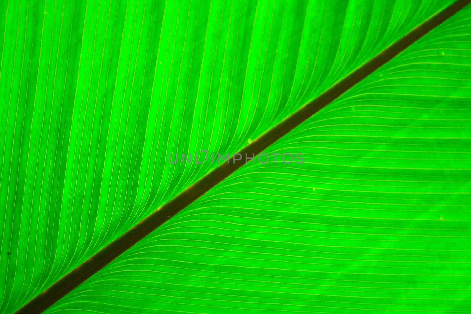 very nice natural leaf  background from my garden 