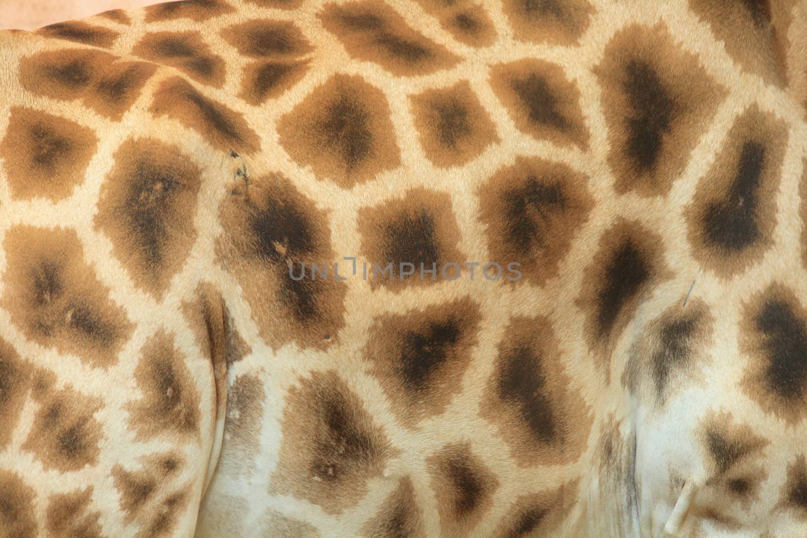 nice natural giraffe texture as animal background