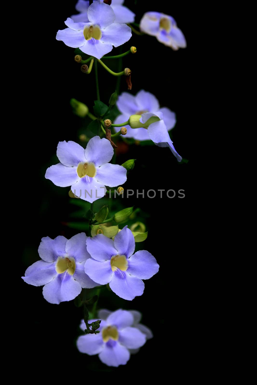 very nice natural flower background from my garden 
