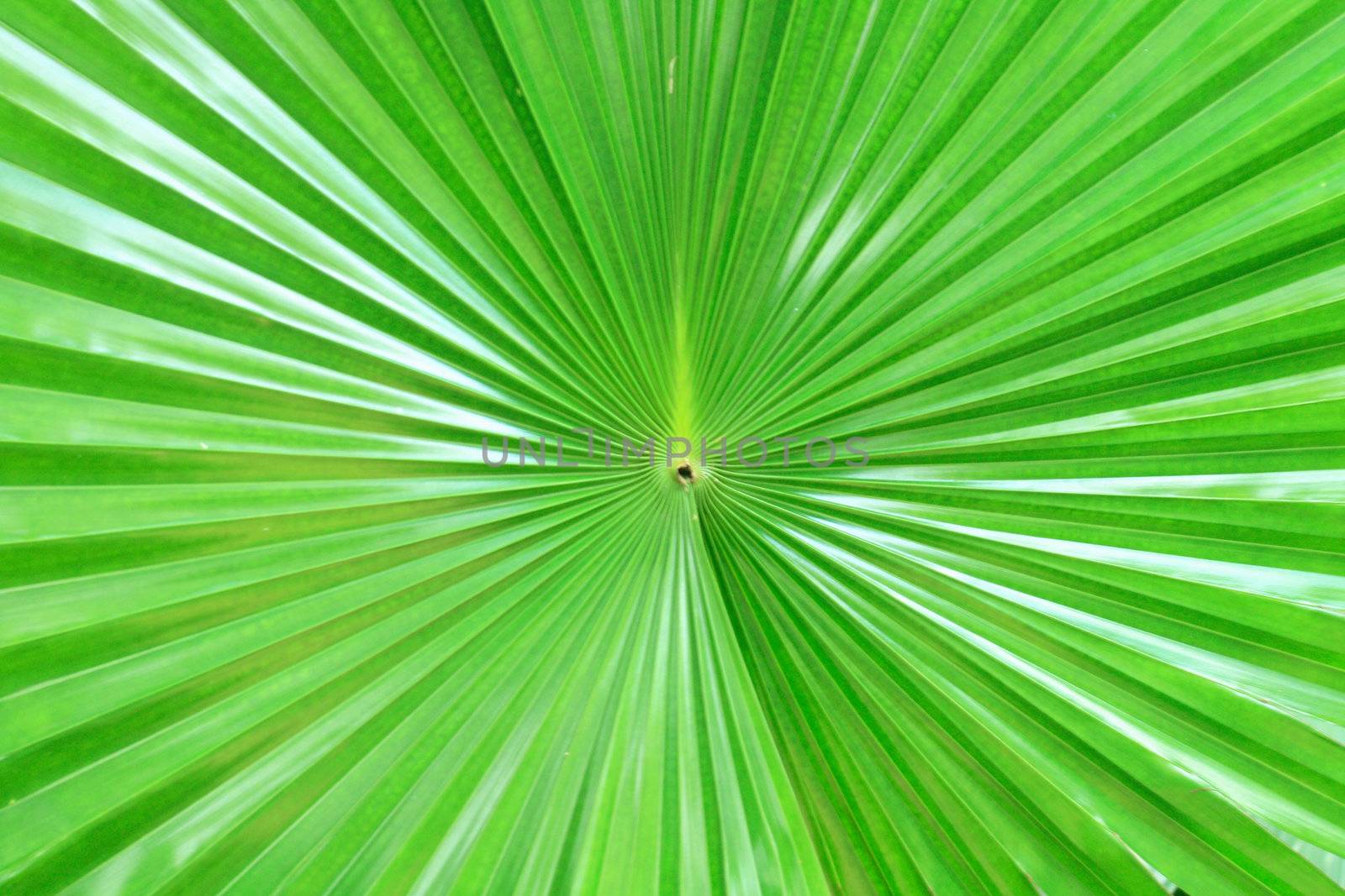nice green texture from the palm tree