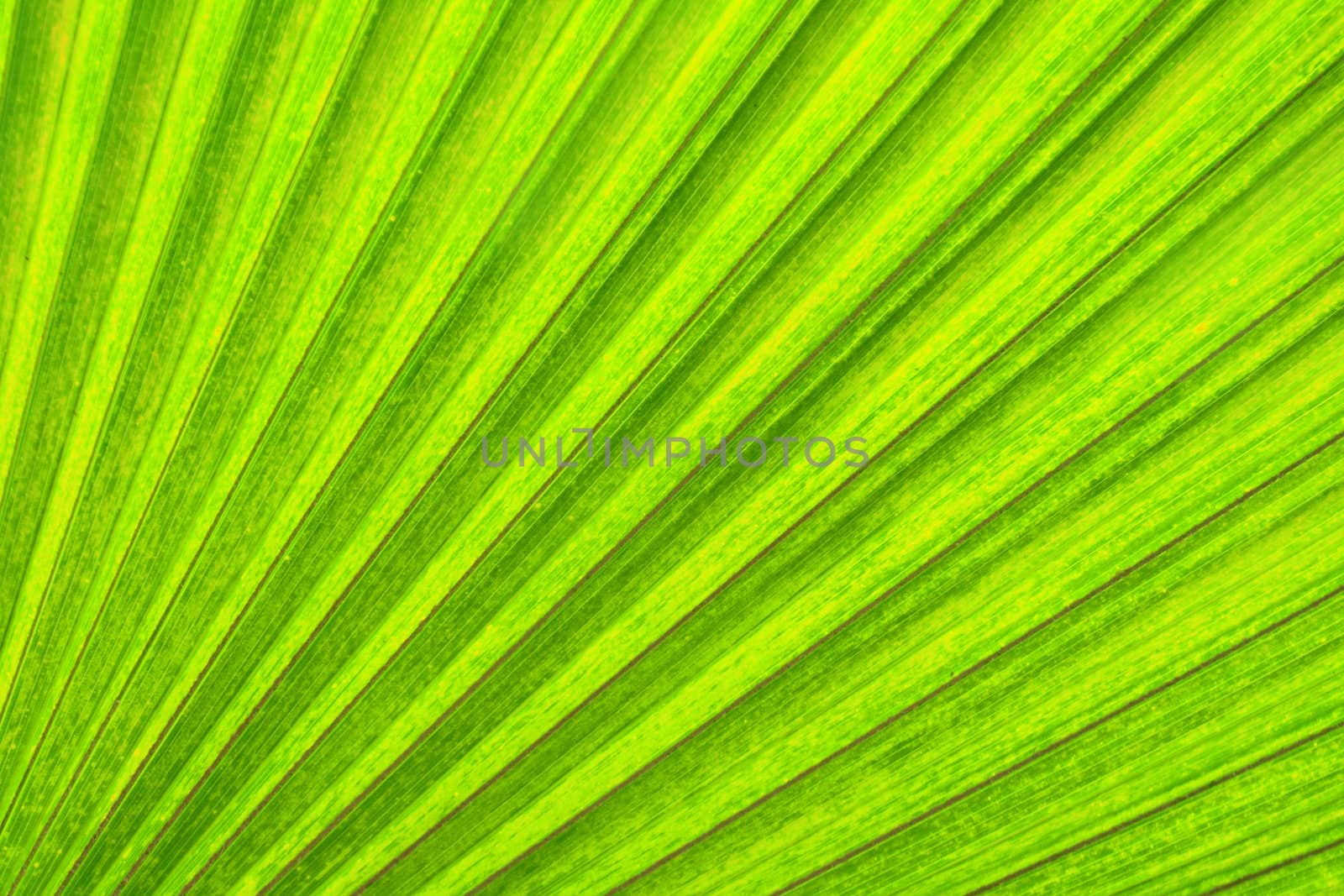 very nice natural leaf  background from my garden 