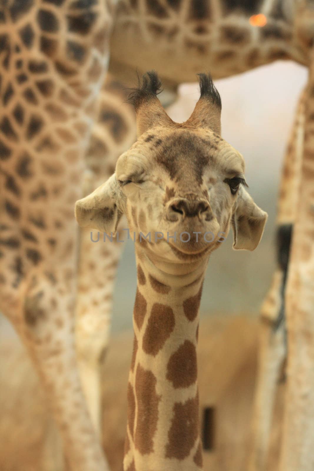 head of young giraffe in the Prague ZOO