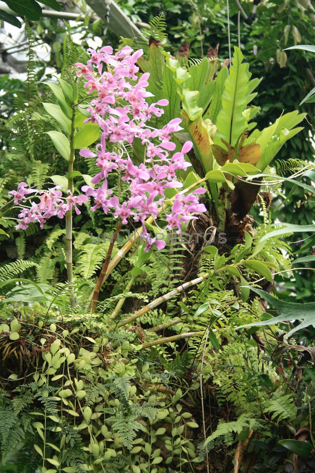 very nice natural flower background from my garden 
