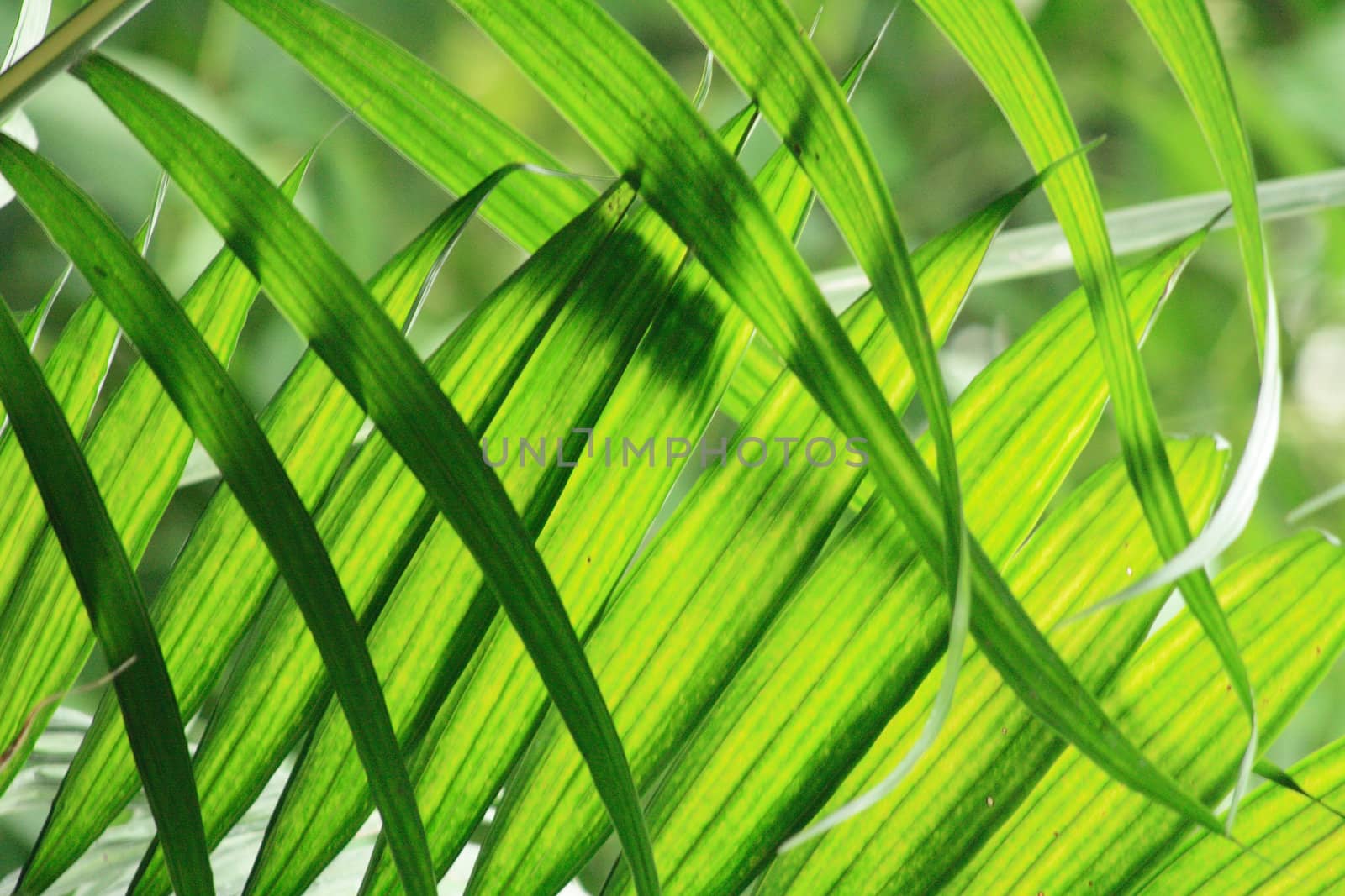 very nice natural leaf  background from my garden 