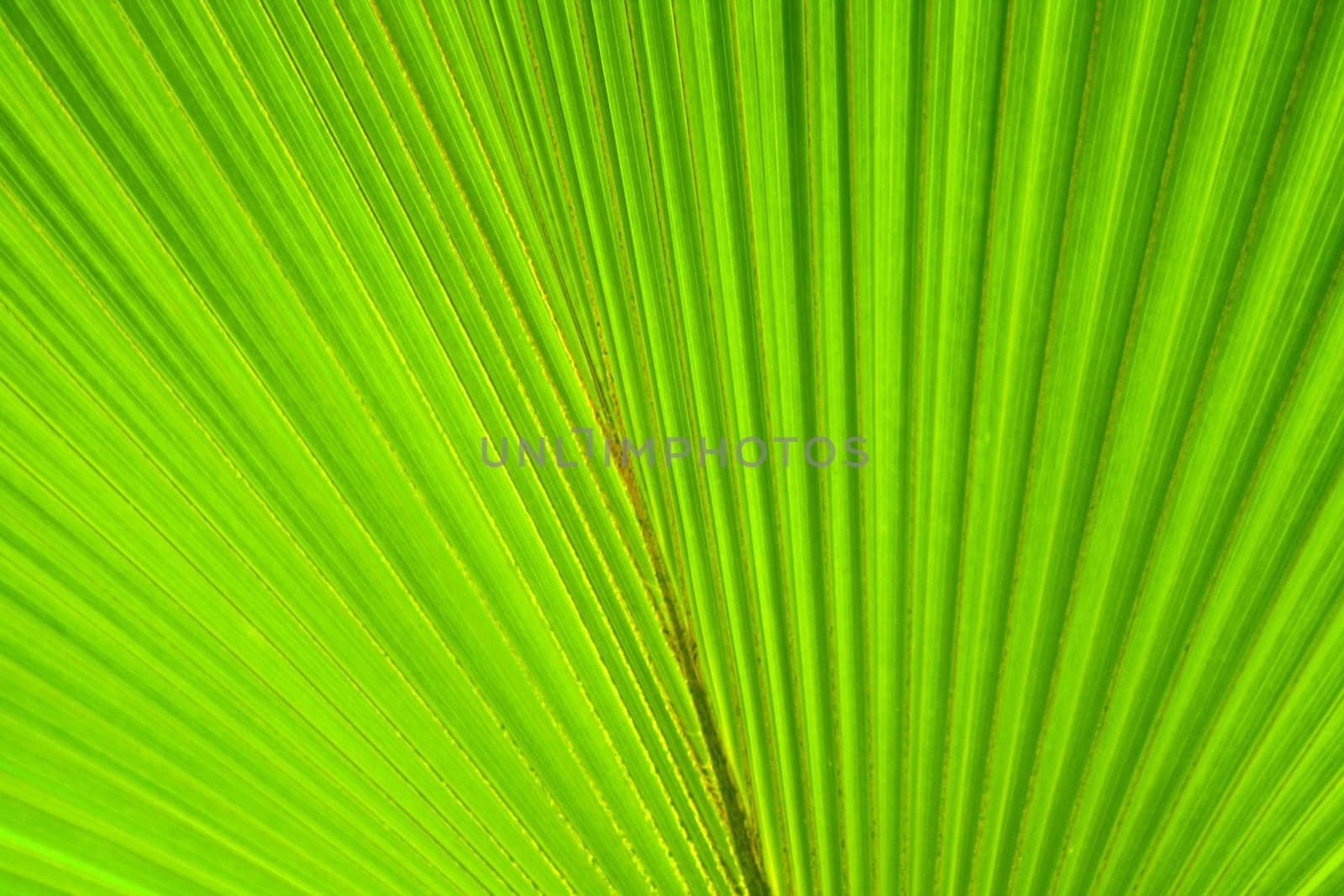 very nice natural leaf  background from my garden 