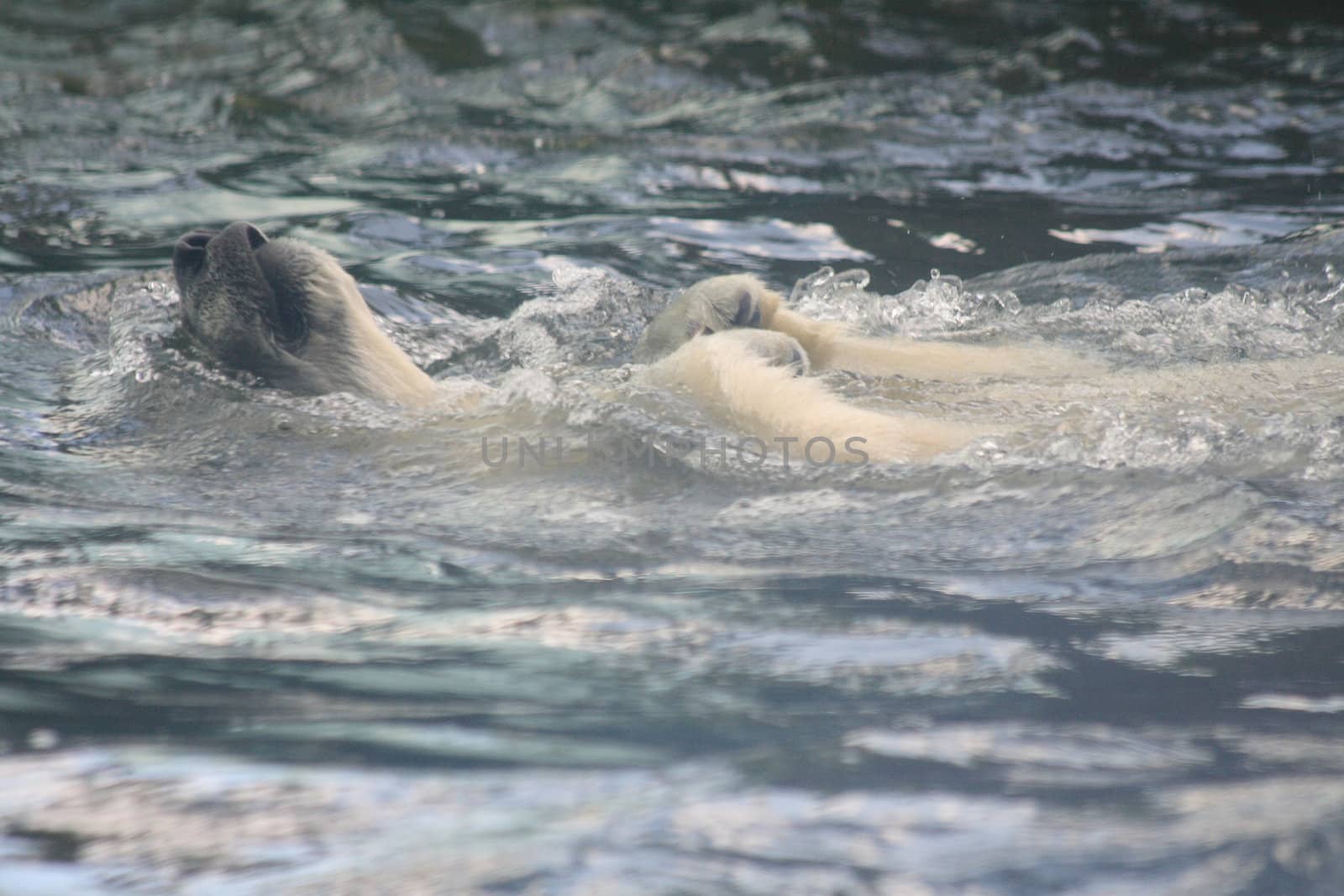 ice bear swimming in the polar water 