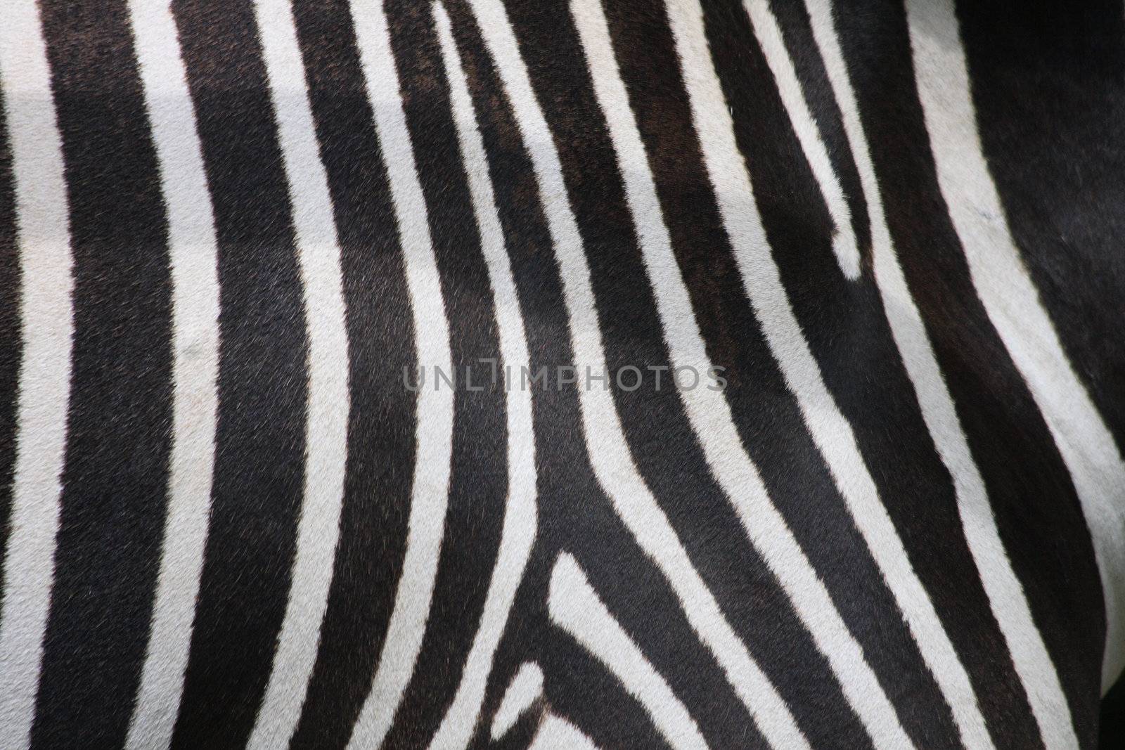 very nice zebra texture from the animal skin