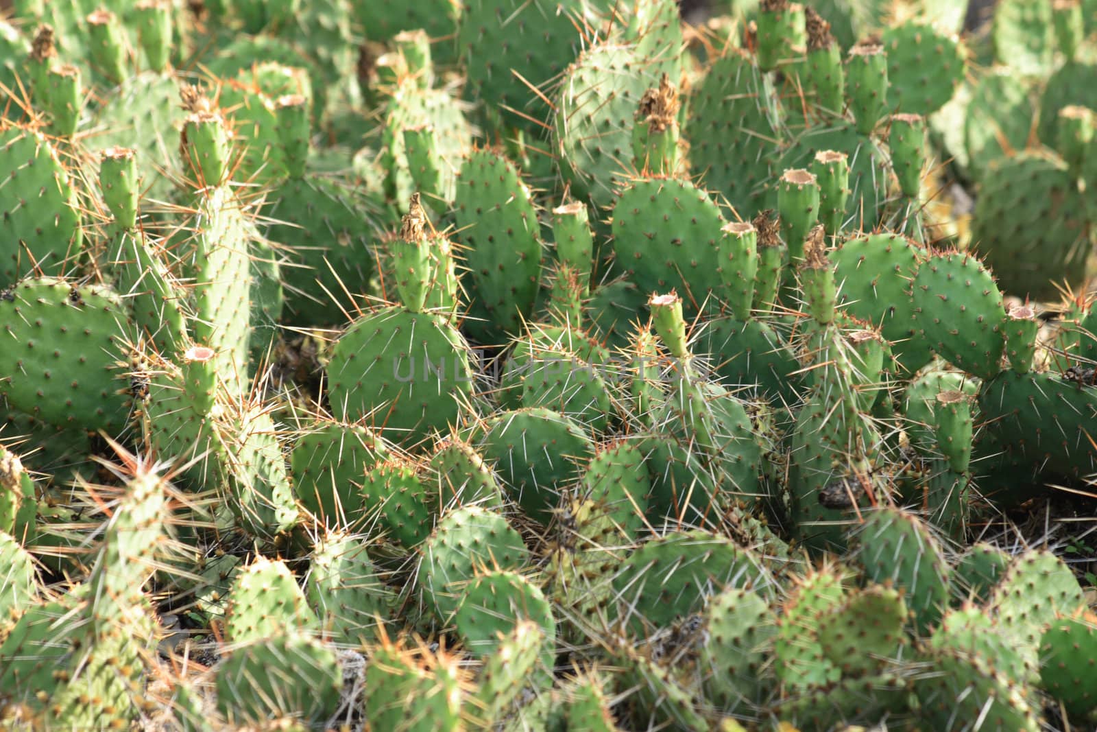 nice green cactus texture from the botanical garden 
