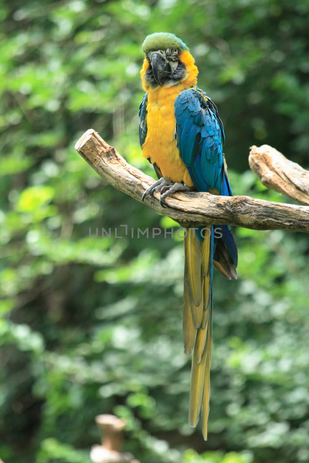 nice yellow and blue parrot on the green background