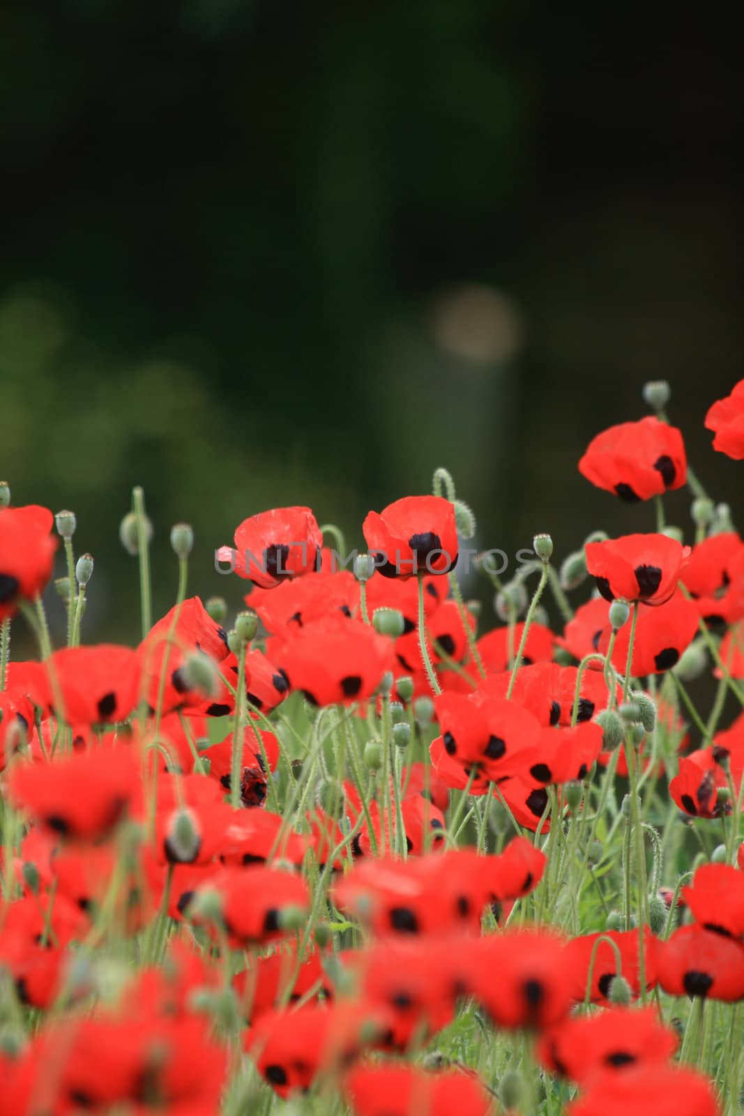 nice red poppy flowers as spring background