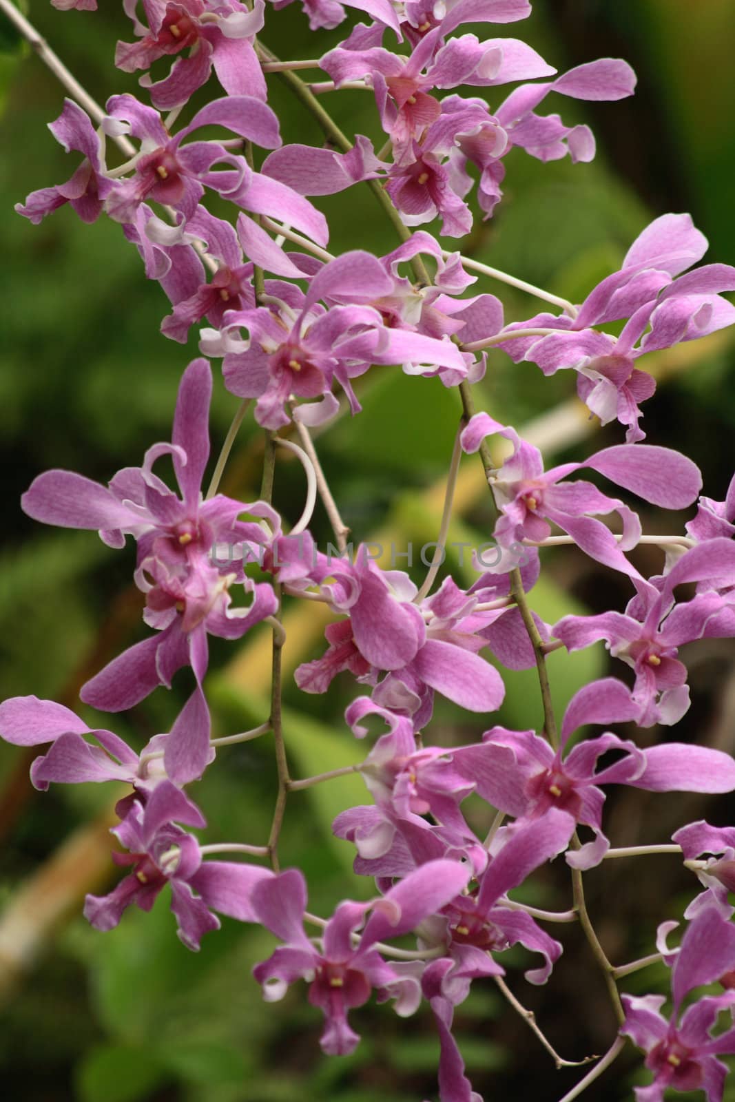 very nice natural flower background from my garden 