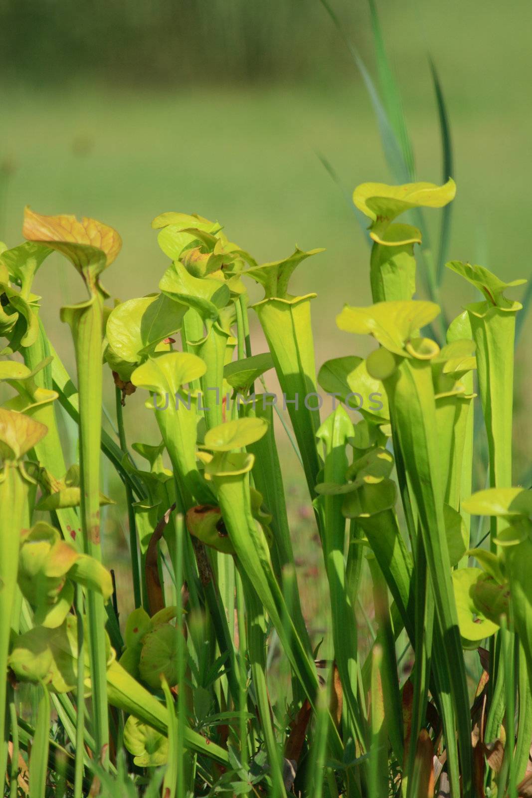 very nice and green carnivorous plant from the botanical garden