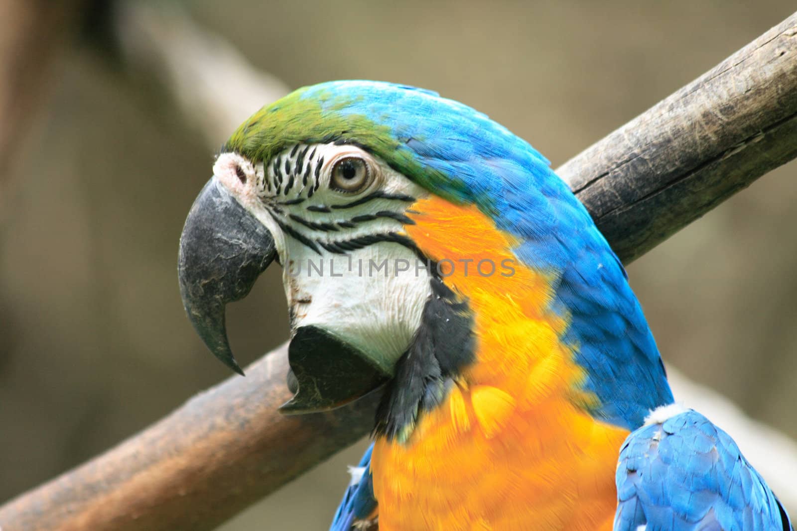 nice yellow and blue head of parrot 