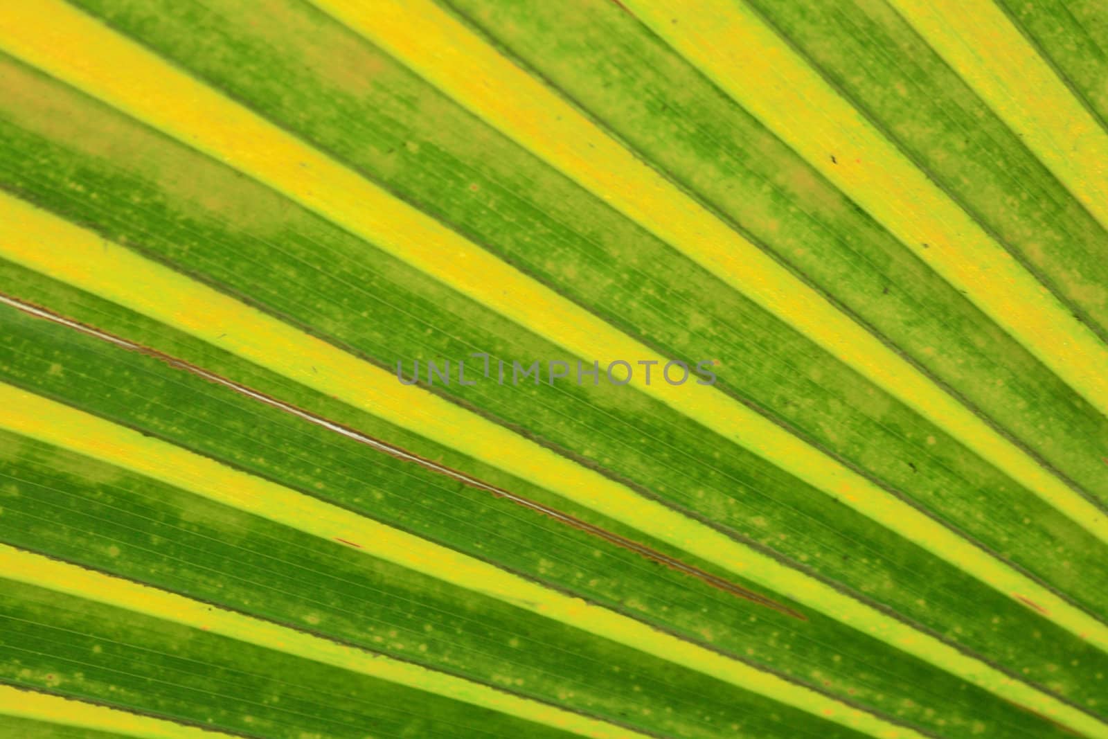 very nice natural leaf  background from my garden 