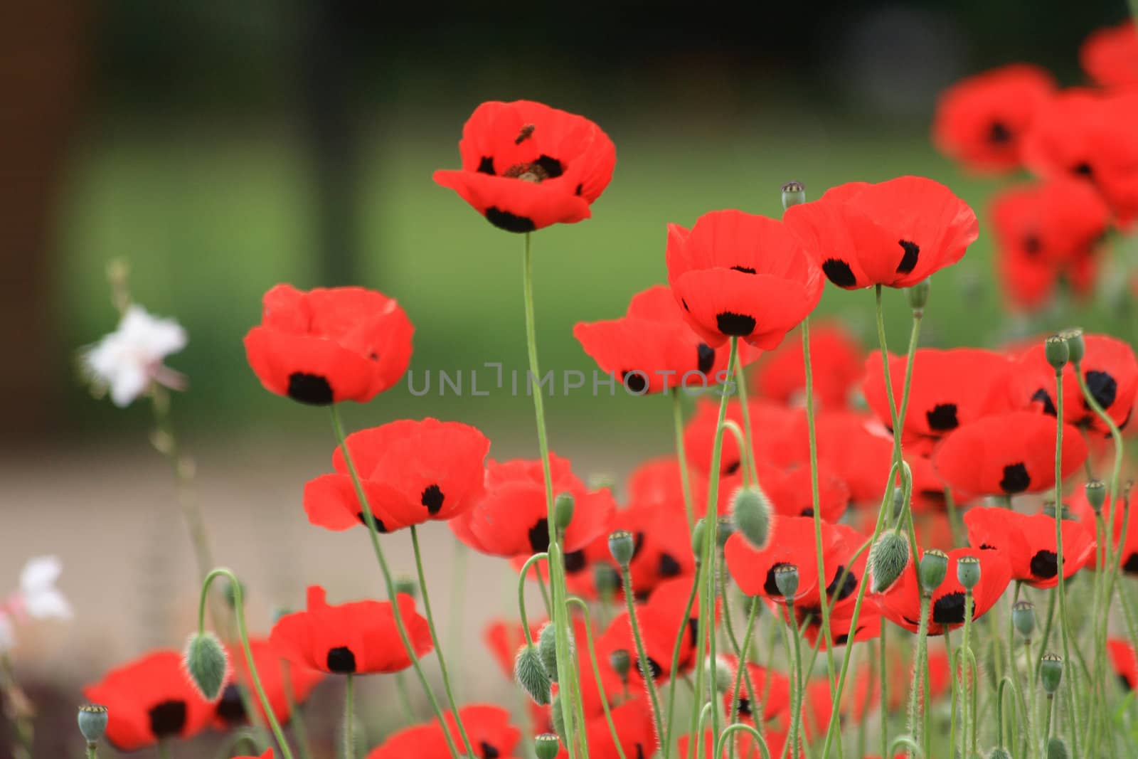 red poppy flowers from the spring on the green background
